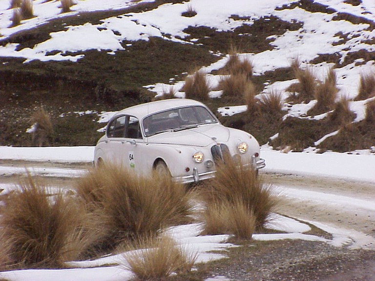 Jaguar on Danseys Pass
