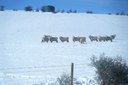 Merinos in the Maniototo