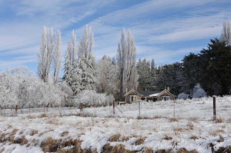 Trees in the snow