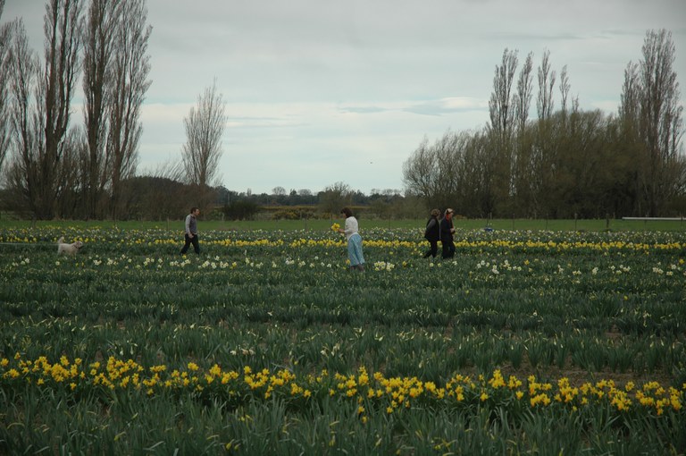 A dog prancing in the daffodils Spring Run