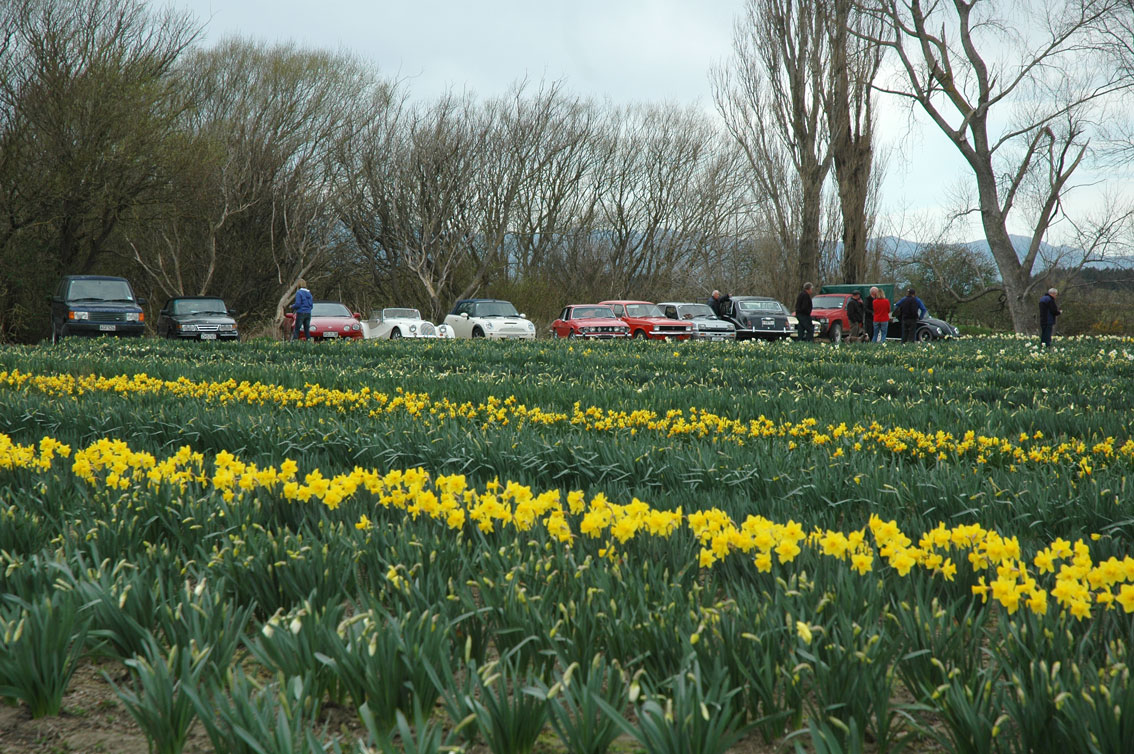 Daffodils & classic cars on Spring Run