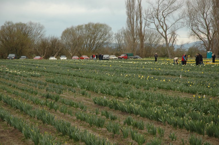 Picking daffodils Spring Run