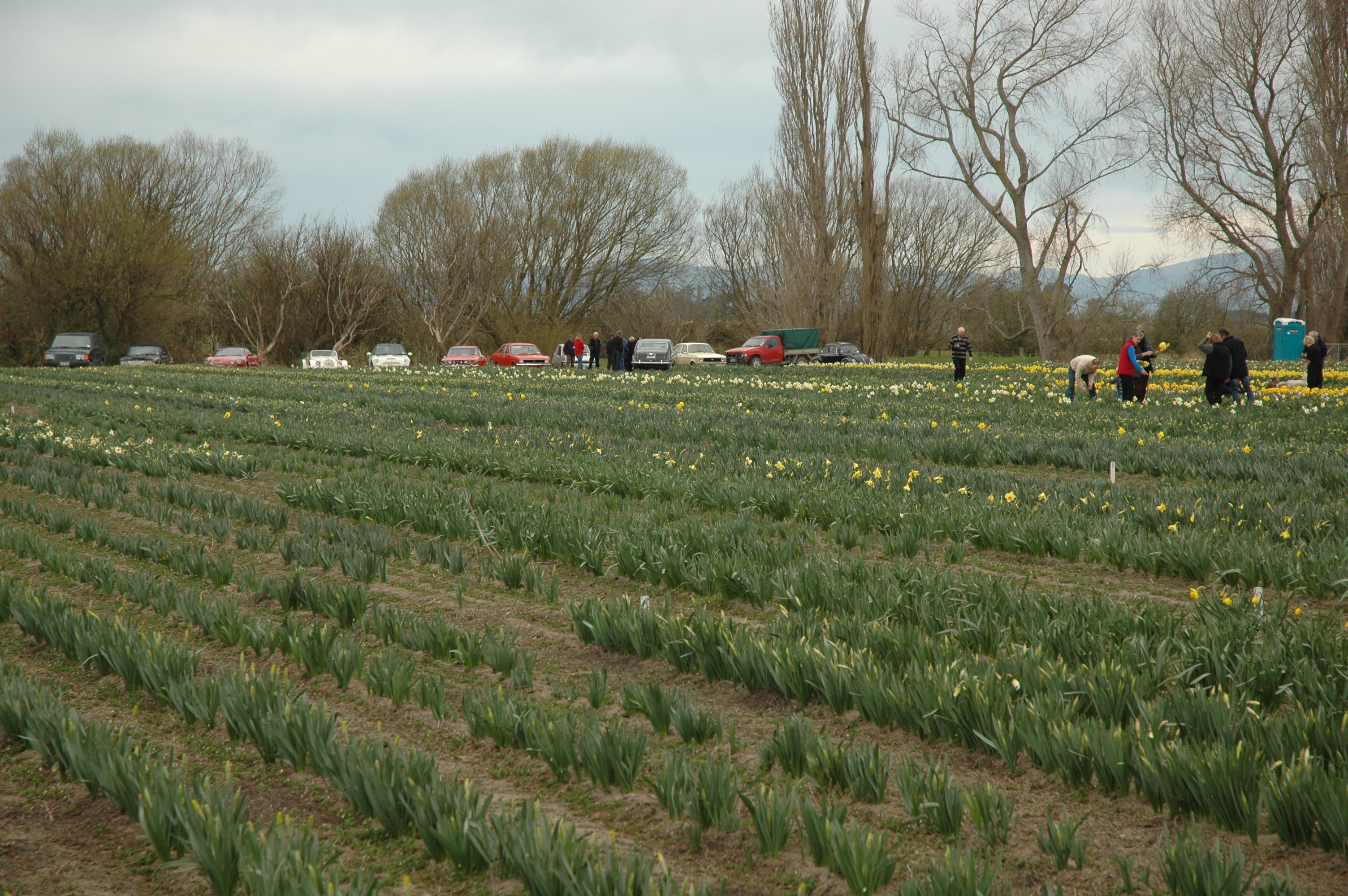 Picking daffodils Spring Run