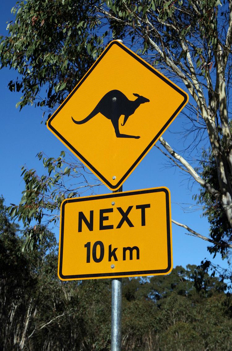 Kangaroo warning road sign